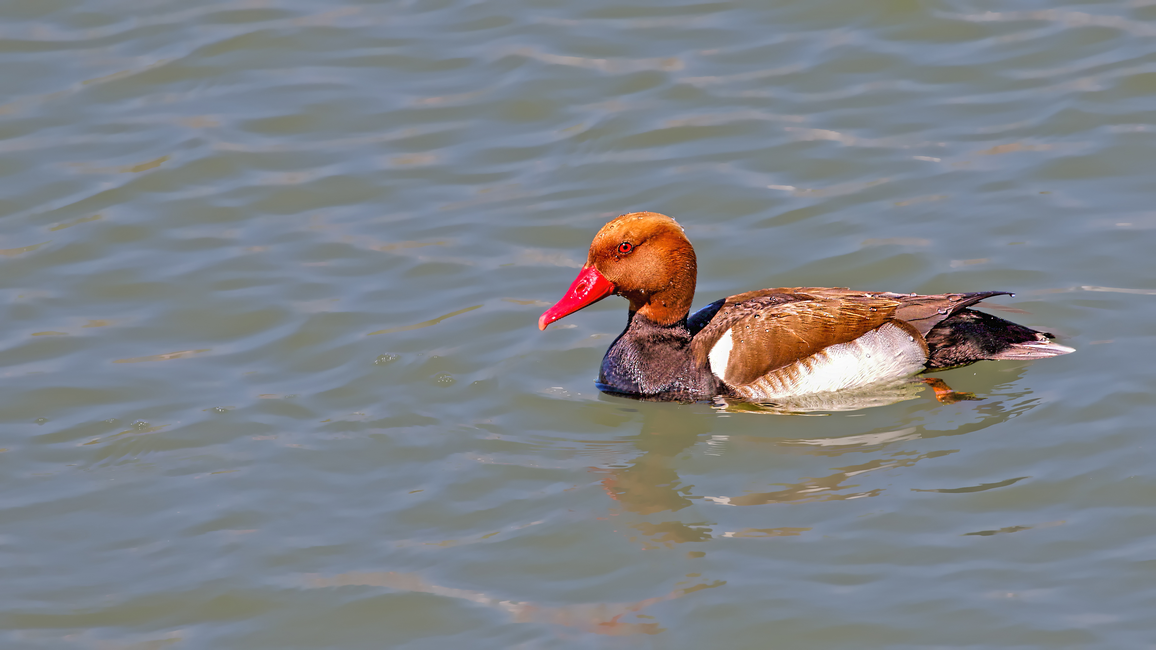 Red-crested Pochard